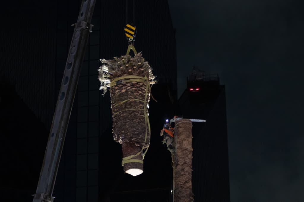 reemplazo de la palma