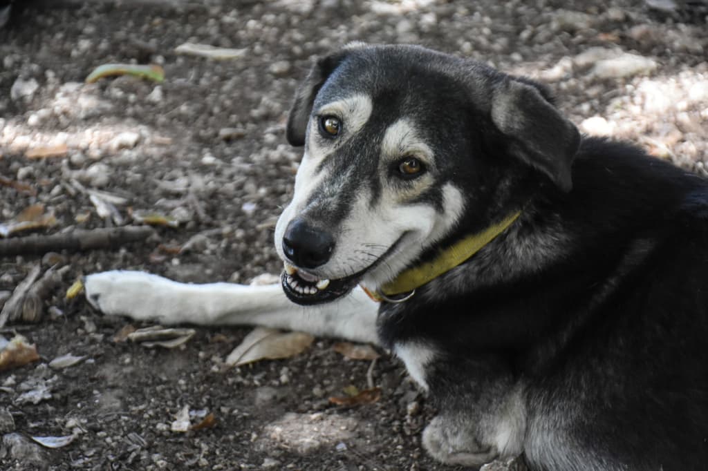 Amor con Garra Adopción CDMX