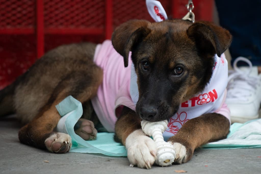miedo de los perros a la pirotecnia