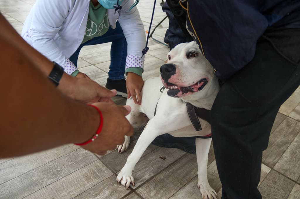 vacunación antirrábica 2022