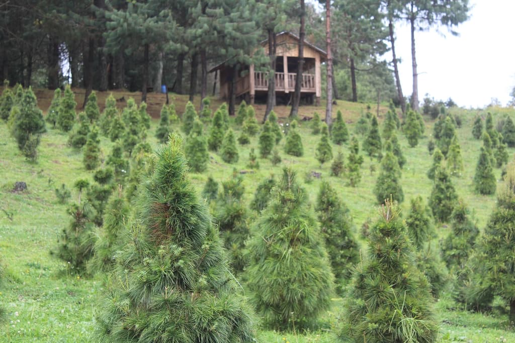 Bosques de árboles de Navidad