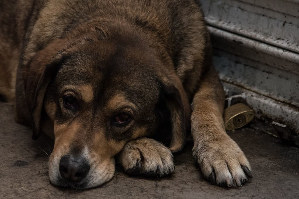 donación para perros sin hogar