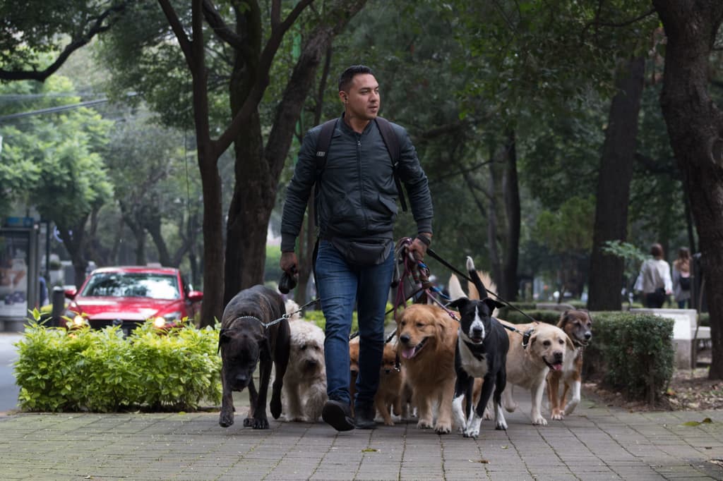 paseador de perros