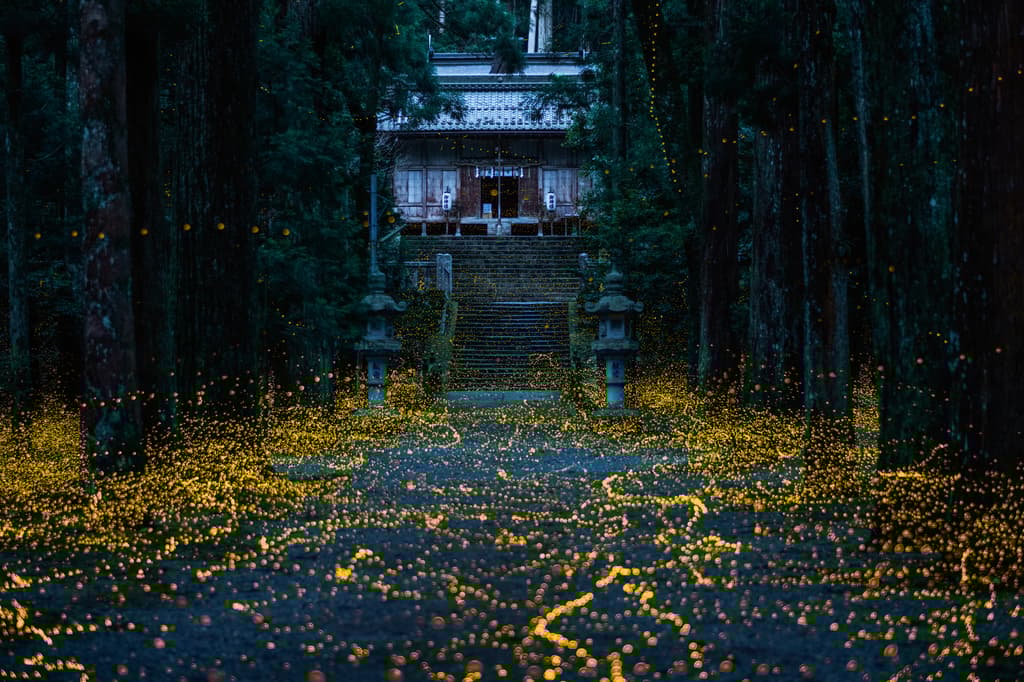 Luciérnagas en Los Dinamos