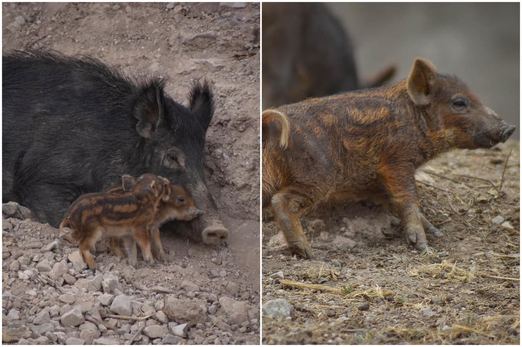 jabalíes bebés africam safari