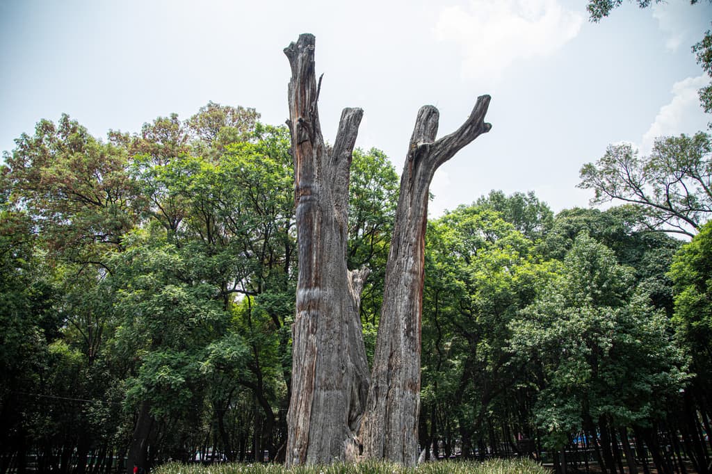 audiorama bosque de chapultepec