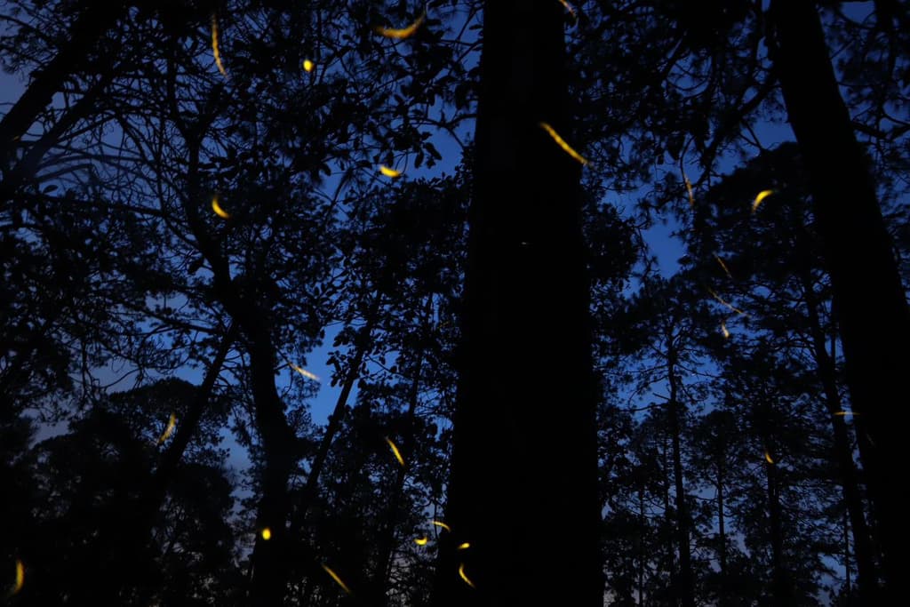 Bosque de noche