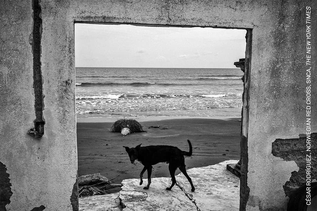 Un perro camina sobre la costa erosionada de Las Barrancas, Veracruz. El avance del mar y los efectos del cambio climático han obligado a familias enteras a abandonar sus hogares y replantear su forma de vida. Foto: César Rodríguez / World Press Photo 2026.