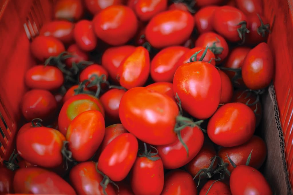 Mercado Alternativo de Xochimilco