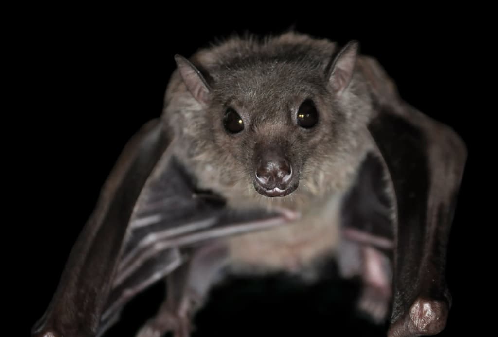 Noche de murciélagos