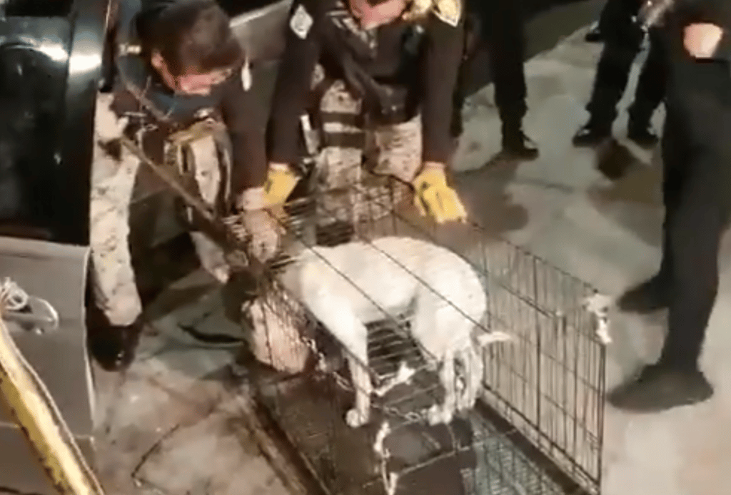 Bull terrier en la colonia Del Valle