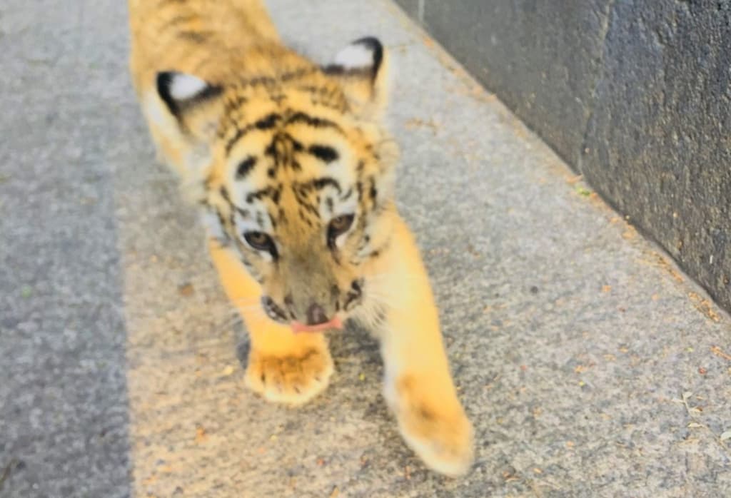 tigre de bengala en el Estado de México