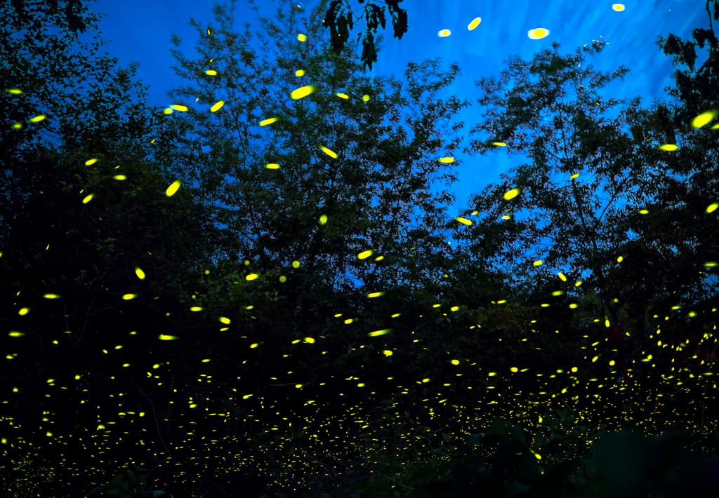 festival medieval de luciérnagas