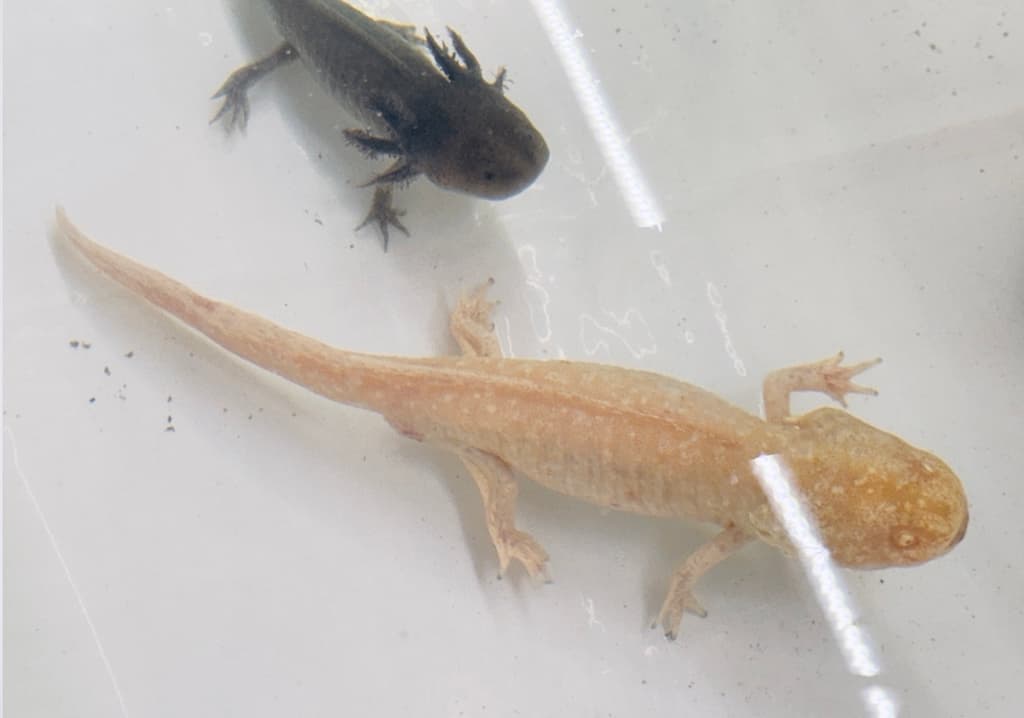 Todo lo que no sabías de los ajolotes: fuimos con un experto y salimos en shock | Foto: Liz Basaldúa