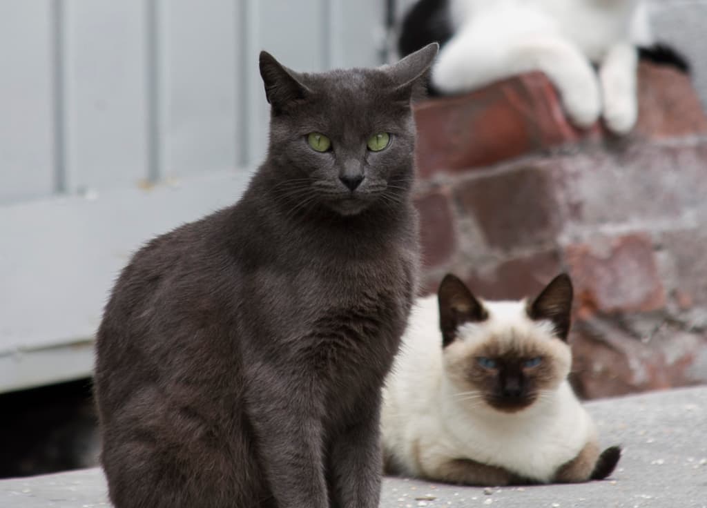 gatos del metro cuatro caminos