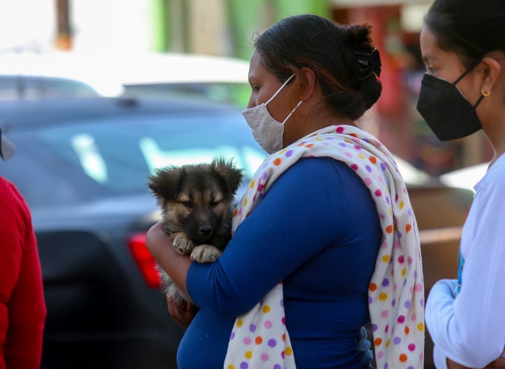 animales muertos en Naucalpan
