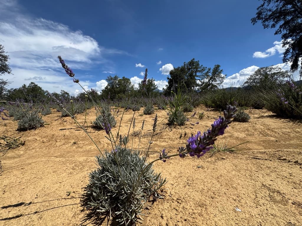Escápate de la CDMX: lavanda, gastronomía y turismo sostenible en Puebla | Foto: Liz Basaldúa 