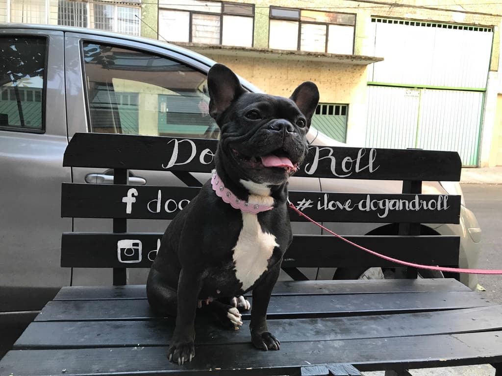 Aquí los humanos y sus perros comen igual de rico