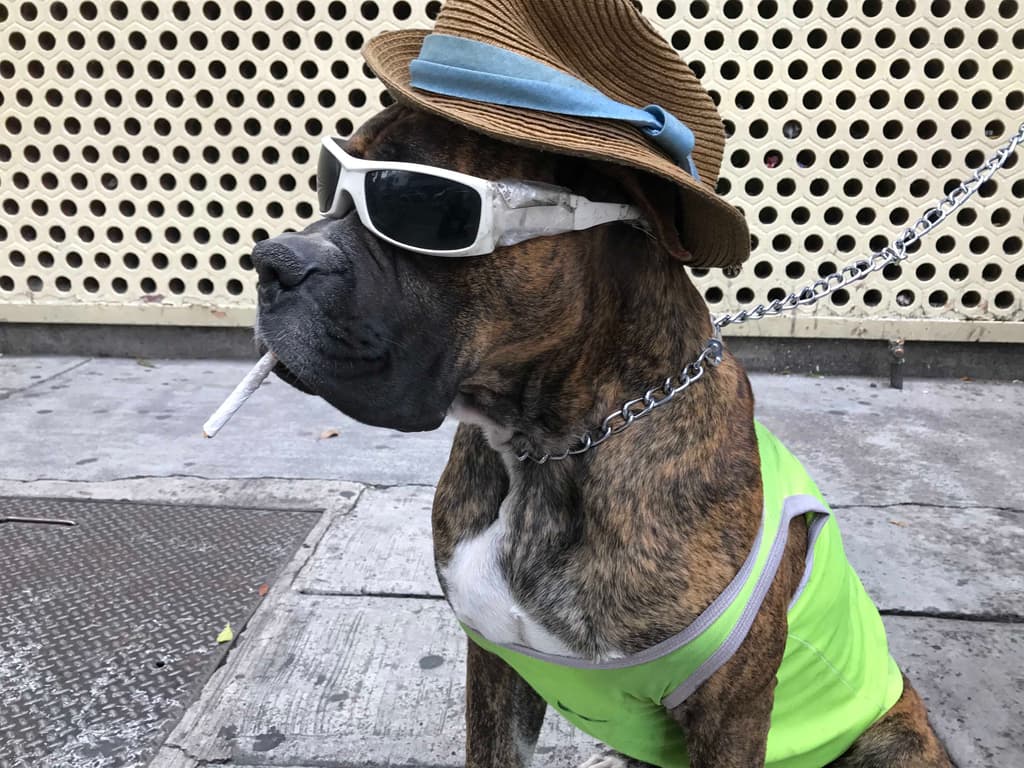 Zeus, el perro de Tacubaya