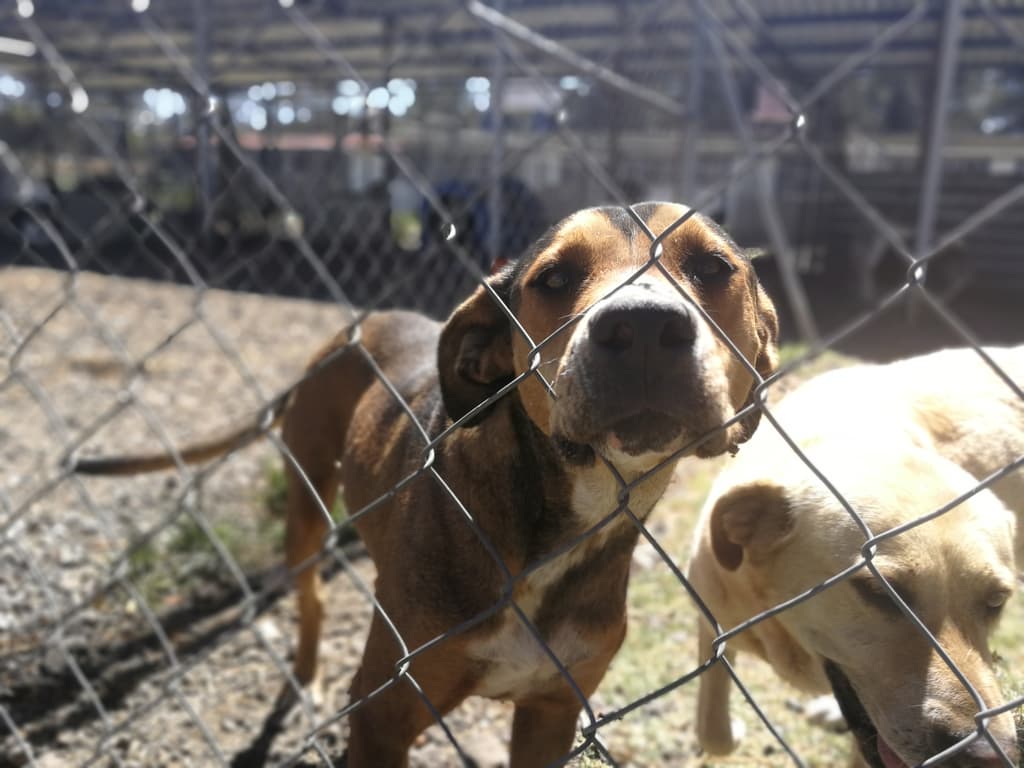 Apadrina un Animal de Compañía