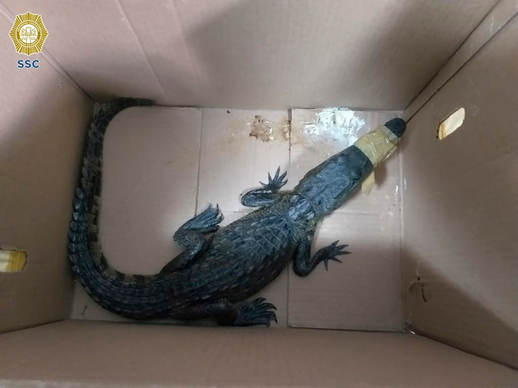 cocodrilo abandonado