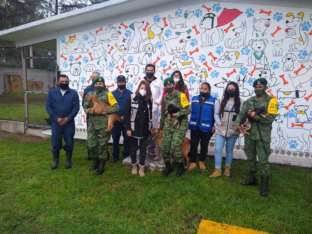 perritos de santa lucía