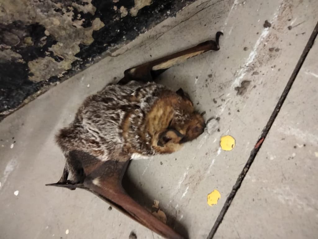murciélago en el metro