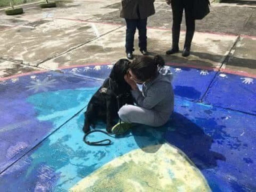 terapeutas caninos animales de compañía