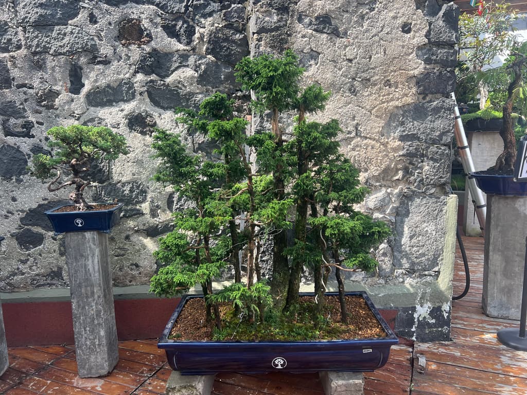 Café Bonsai