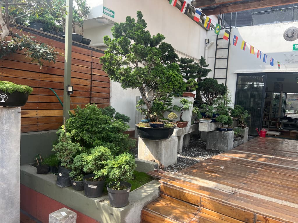 Café Bonsai