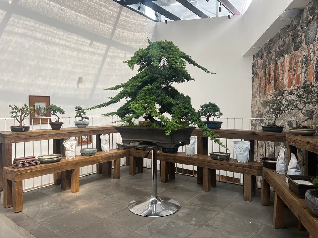 Shenji Kai Café Bonsai