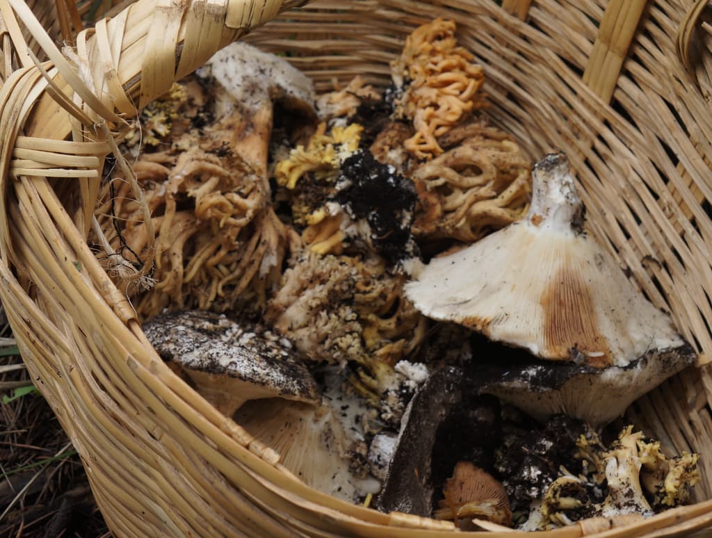 hongos silvestres en CDMX