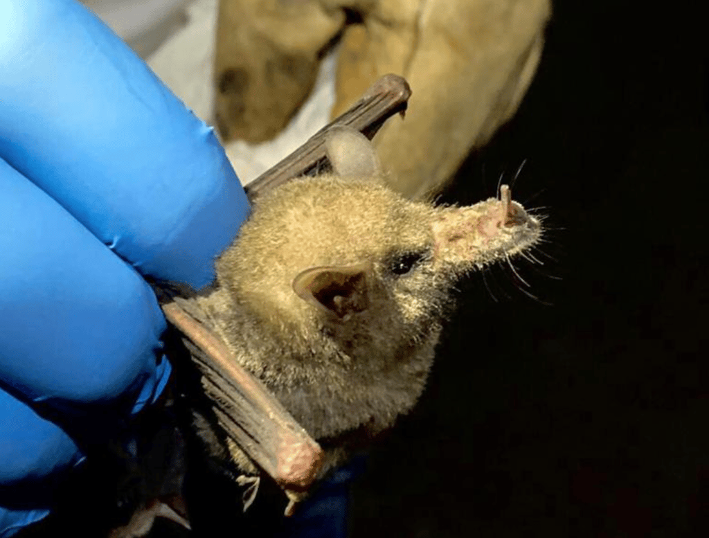 murciélagos trompudos en Zoo de Chapultepec