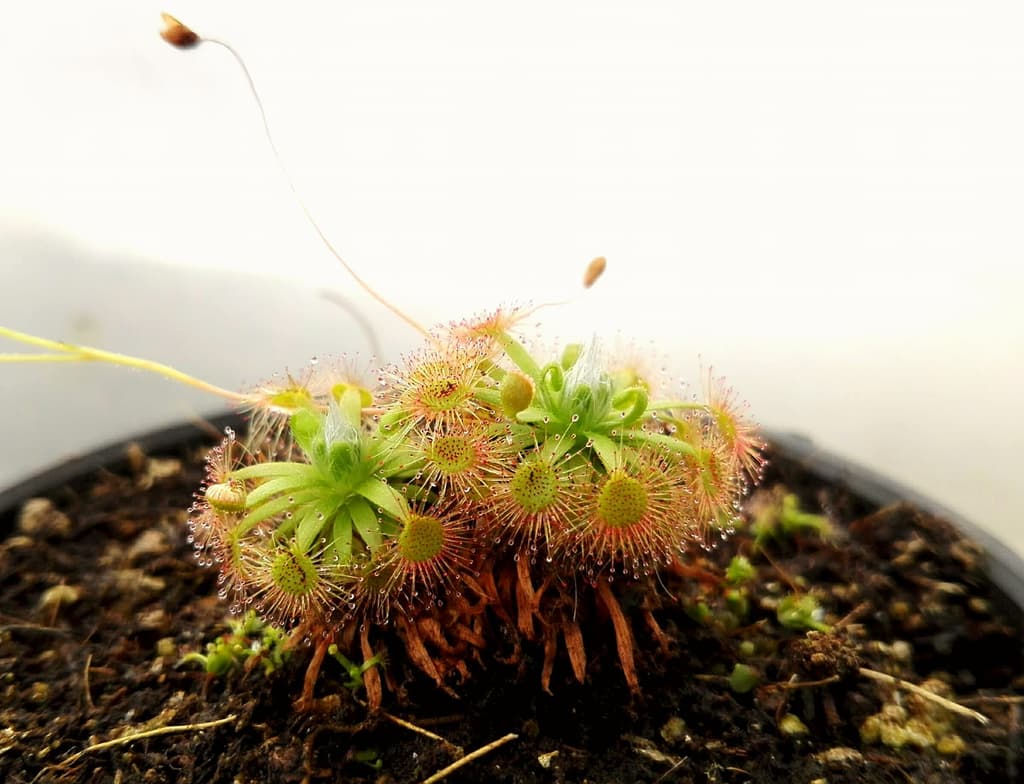 Bazar de plantas carnívoras