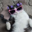 Tomorrow Cat 2025: el plan purrfecto para los amantes de los michis en CDMX
