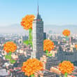 Floricultores de Xochimilco llenarán de cempasúchil la CDMX rumbo al Mundial 2026