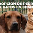 ¡Lleva un nuevo amigo a casa! Habrá jornada de adopción de perros y gatos en CDMX