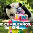 CDMX de fiesta: Xin Xin cumple 36 años y chilangos arman pachanga en Chapultepec