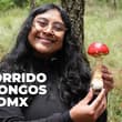 Hongosto en CDMX: ¿dónde ver hongos, qué especies hay y cómo distinguirlos?