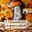 Caminatas por el bosque para recolectar hongos silvestres: checa estos recorridos en Edomex