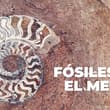 El secreto prehistórico del Metro: fósiles se esconden en el piso del Sistema de Transporte Colectivo, ¿los has visto?