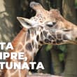 Murió Fortunata, la jirafa más longeva del zoológico de Chapultepec: 5 datos para recordarla