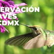 ¡Ponte los binoculares! Habrá observación de aves en CDMX; fecha y horario del recorrido