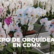 Talleres, joyería, venta y más: habrá un expo de orquídeas en CDMX; cuándo y dónde