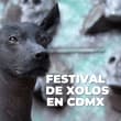 Así será el Festival del Perro Xoloitzcuintle en CDMX: arte, conciertos y caminata de xolos