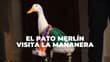 Pato Merlín causa sensación en ‘la mañanera’: así cuidan a la mascota no oficial del Mundial