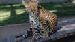 ¡Zacango amplía sus días de visita! Checa los horarios y conoce a Oncán, el jaguar mundialista
