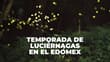 ¿Dónde ver luciérnagas cerca de CDMX? Estos son los mejores destinos del Edomex