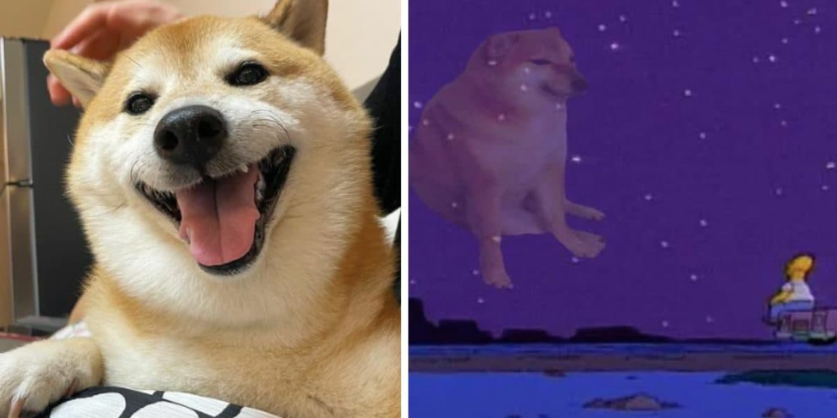 Balltze perro viral