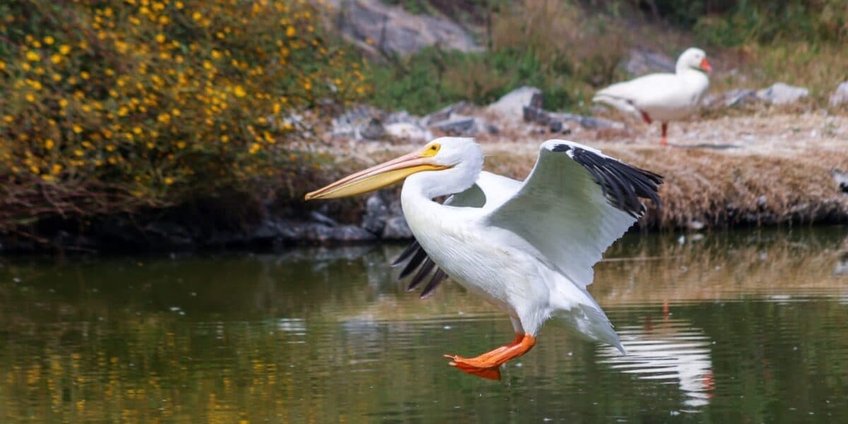 Pelícanos en CDMX: ¿dónde puedes ver a las aves migratorias?